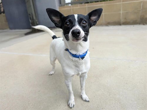 BALLERINA - Rat Terrier available for adoption