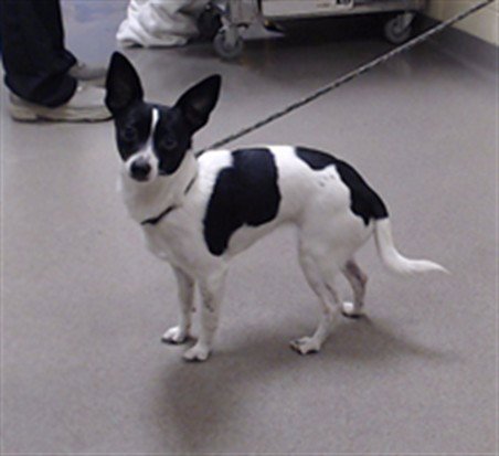 BALLERINA - Rat Terrier available for adoption