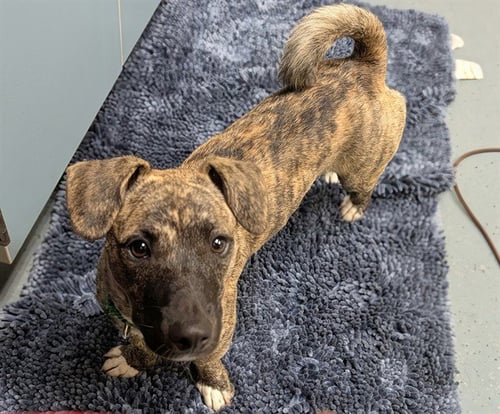 JOY - Dachshund / Terrier available for adoption
