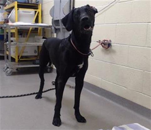 ZEUS - Labrador Retriever available for adoption