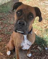 HARLEY - Photo 1