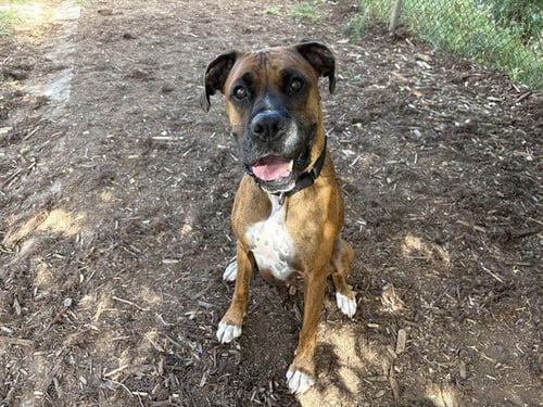 HARLEY - Boxer available for adoption