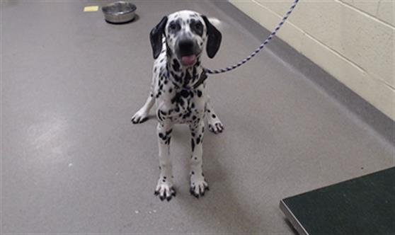 CHIPS - Dalmatian available for adoption