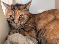 ARTEMIS - Photo 1