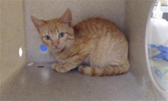 HELIOS - Domestic Short Hair available for adoption