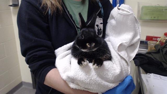 JACKIE - Shorthaired Rabbit available for adoption