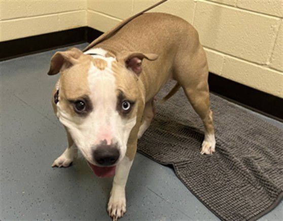 NALA - American Pit Bull Terrier available for adoption