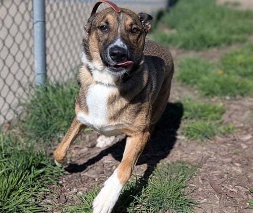 DIXIE - German Shepherd Dog available for adoption