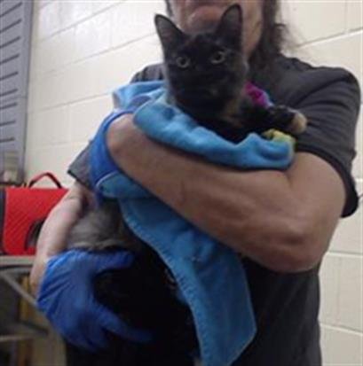 KIKI - Domestic Short Hair for adoption in Westminster