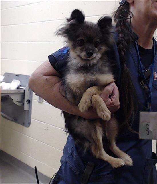 NALI - Pomeranian available for adoption