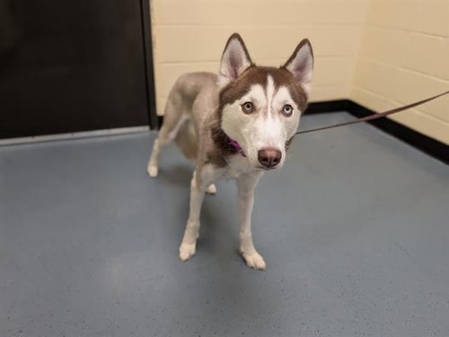 HOPPER - Siberian Husky available for adoption