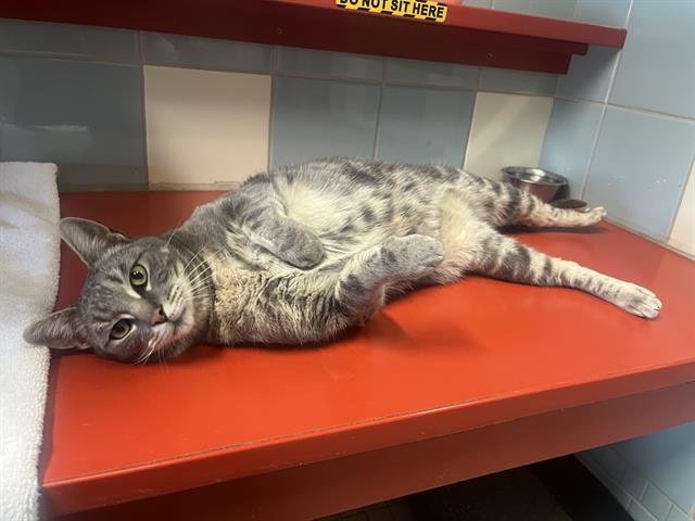 EMMETT - Domestic Short Hair available for adoption