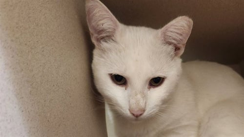 SUSPICIOUSLY MAJESTIC - Domestic Short Hair available for adoption