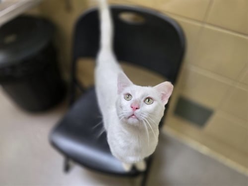 SUSPICIOUSLY MAJESTIC - Domestic Short Hair for adoption in Arvada
