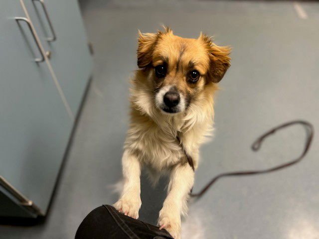 SANJI - Chihuahua available for adoption