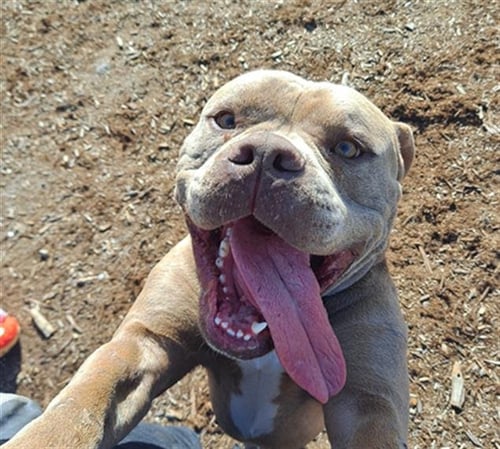 HARVEY - American Staffordshire Terrier available for adoption