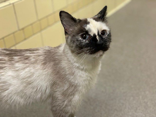 DOTTIE - Domestic Short Hair available for adoption