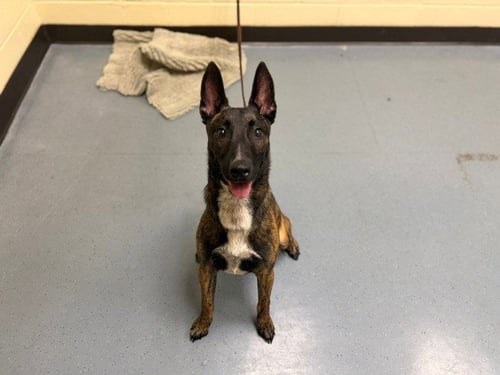 ARETE - Belgian Shepherd Malinois / Basenji available for adoption