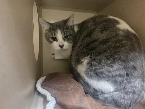 EGGO MY LEGGO - Domestic Short Hair available for adoption