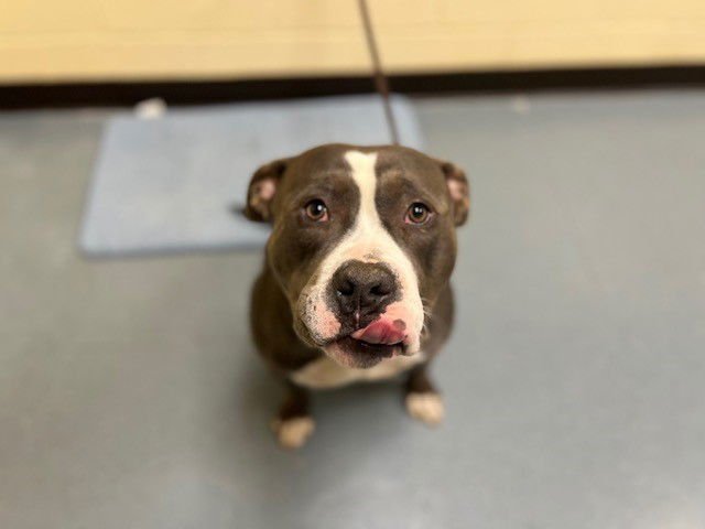 LOWELL ÂTHE HAMMERÂ STANLEY - American Staffordshire Terrier available for adoption