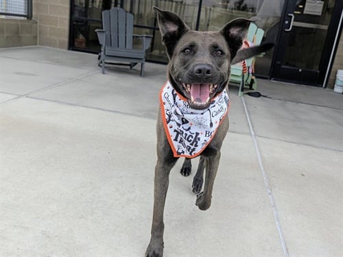 TUCKER - German Shepherd Dog / Siberian Husky available for adoption