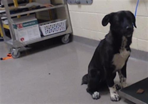 BABE - Border Collie available for adoption