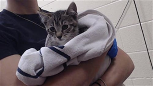 ANNIE - Domestic Short Hair for adoption in Denver
