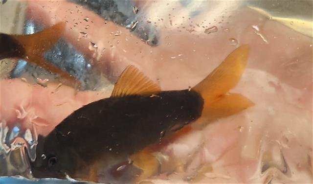 QWILFISH - Fish available for adoption