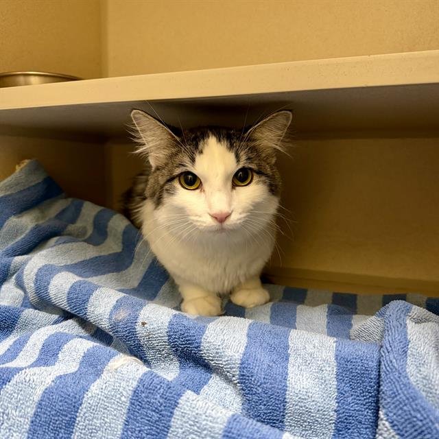 DIAMOND - Domestic Medium Hair available for adoption