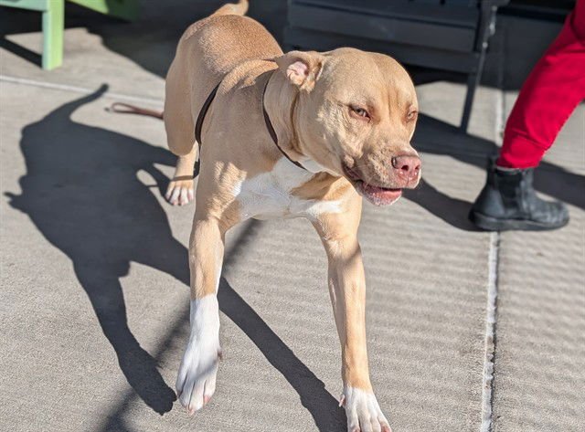 MR TANKERTON - American Staffordshire Terrier / Labrador Retriever available for adoption