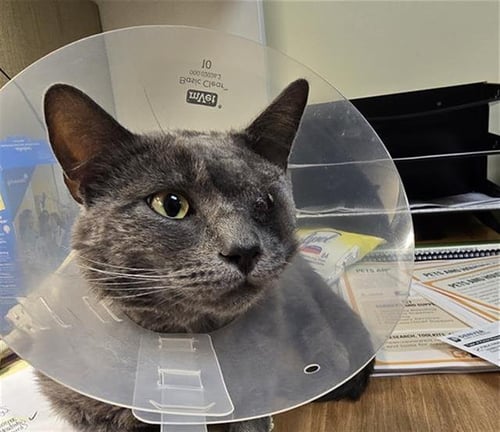 ASH - Domestic Short Hair for adoption in Westminster