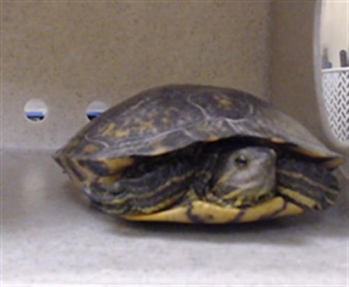 MATURIN - Turtle available for adoption