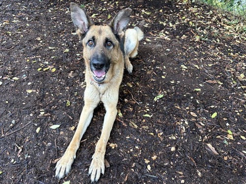 EDWARD SCISSOR PAWS - German Shepherd Dog available for adoption