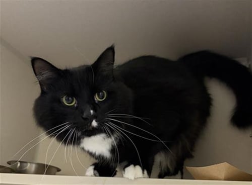 CARDIGAN - Domestic Long Hair available for adoption
