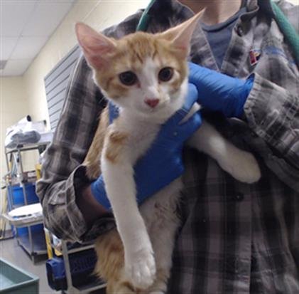 JOHN PAUL - Domestic Short Hair available for adoption