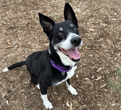 CHLOE - Australian Cattle Dog/Blue Heeler / Border Collie available for adoption