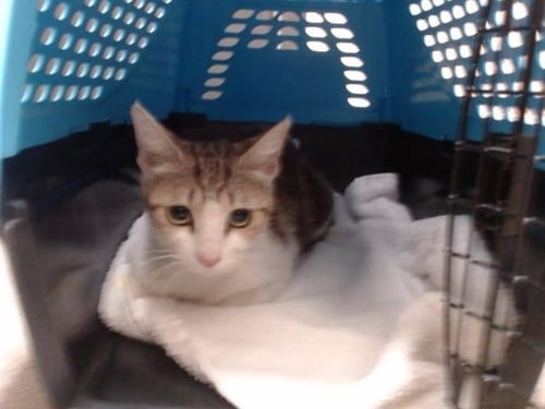 A436435 - Domestic Short Hair available for adoption