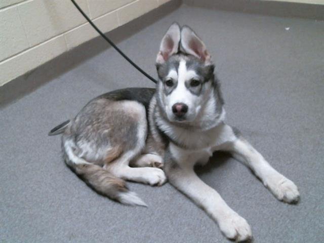 FUEGO - Siberian Husky available for adoption