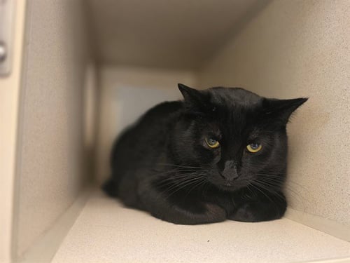 MIDNIGHT JALAPENO - Domestic Short Hair for adoption in Denver