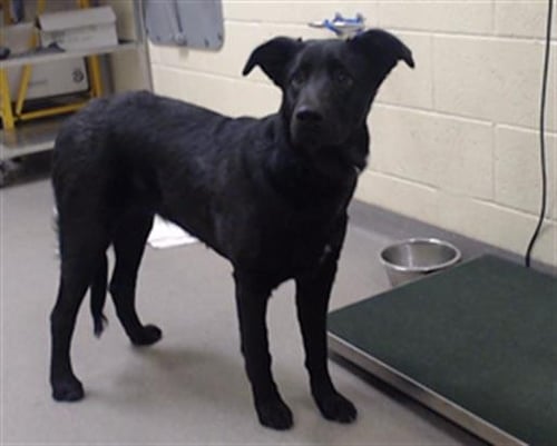 MAGGIE - Labrador Retriever available for adoption