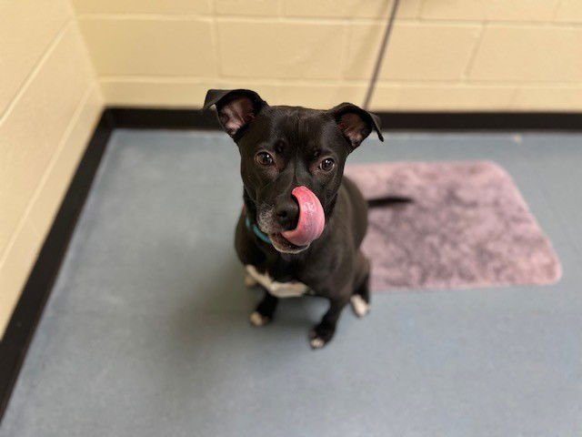 ORCHID - Pit Bull Terrier available for adoption