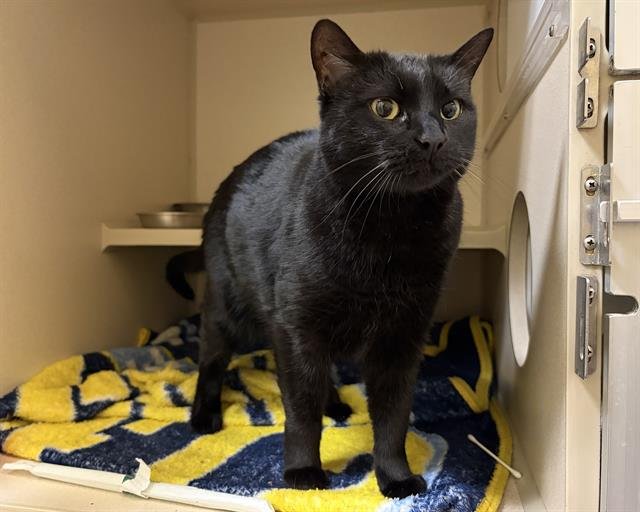 BLACK CAT Image