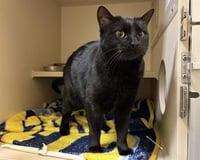 BLACK CAT - Photo 1