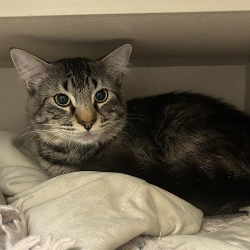 AZAZEL - Domestic Long Hair available for adoption