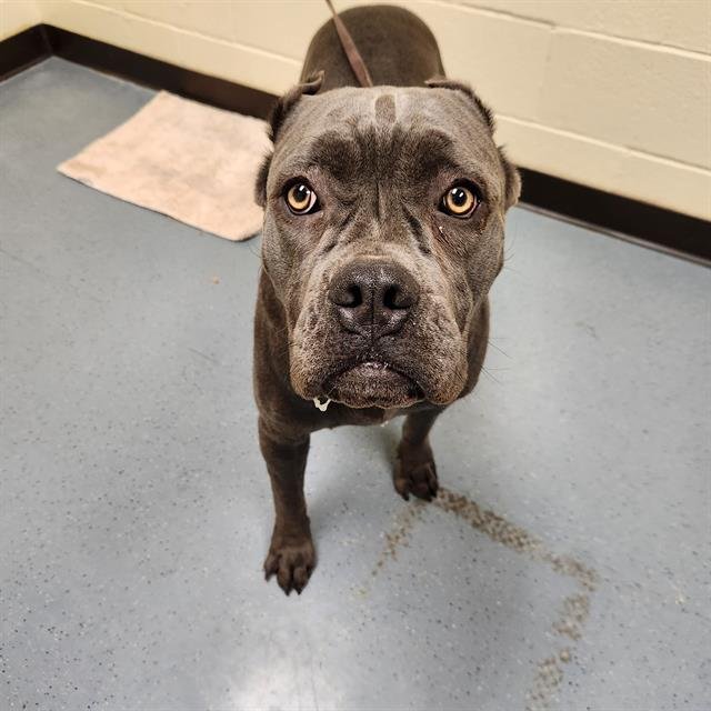 MOCHA - Cane Corso Mastiff available for adoption