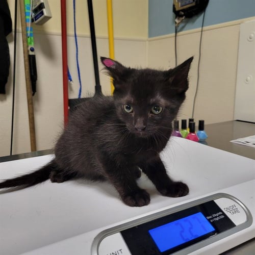 DASH - Domestic Short Hair available for adoption