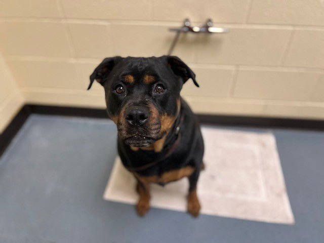 MARLENE - Rottweiler available for adoption