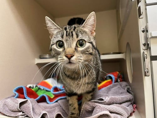 MRS POTATO HEAD - Domestic Short Hair available for adoption