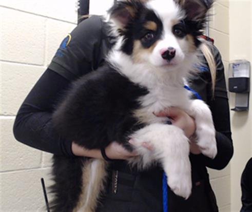 PRINCESS - Australian Shepherd available for adoption