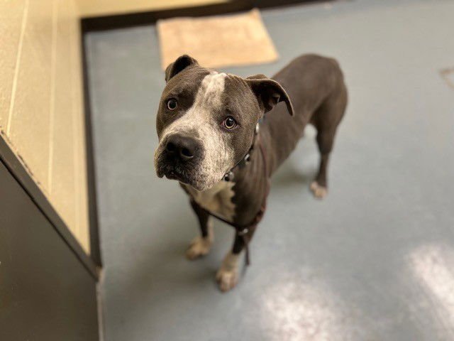 BANDITO - American Pit Bull Terrier available for adoption